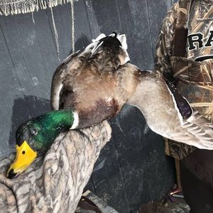 Meet your Posher, Rhett